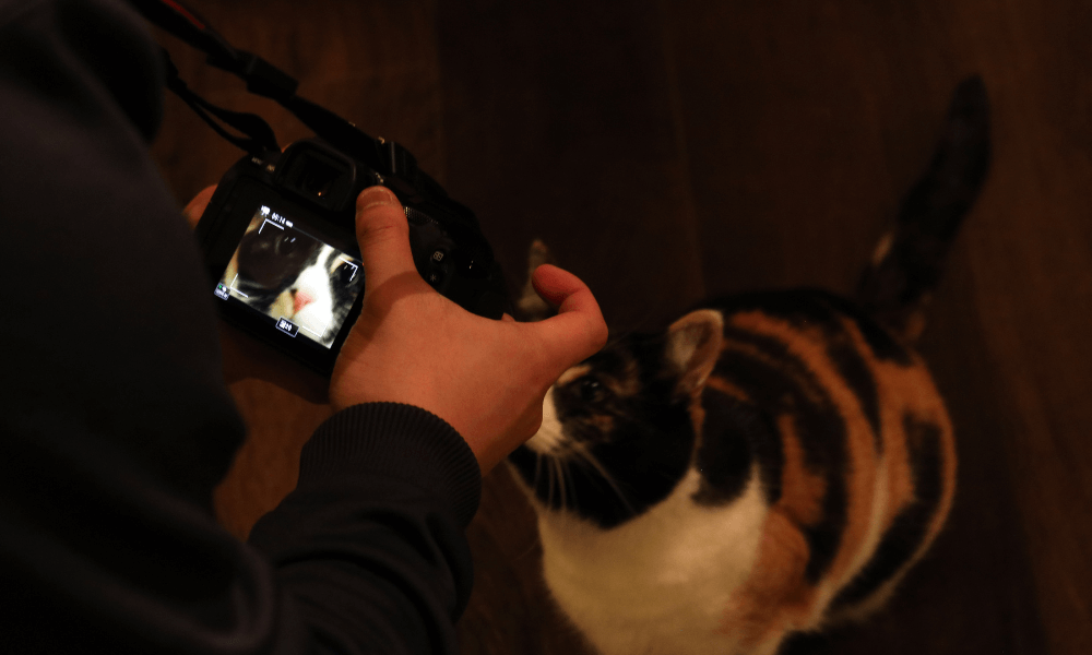 taking pictures of calico cat with camera