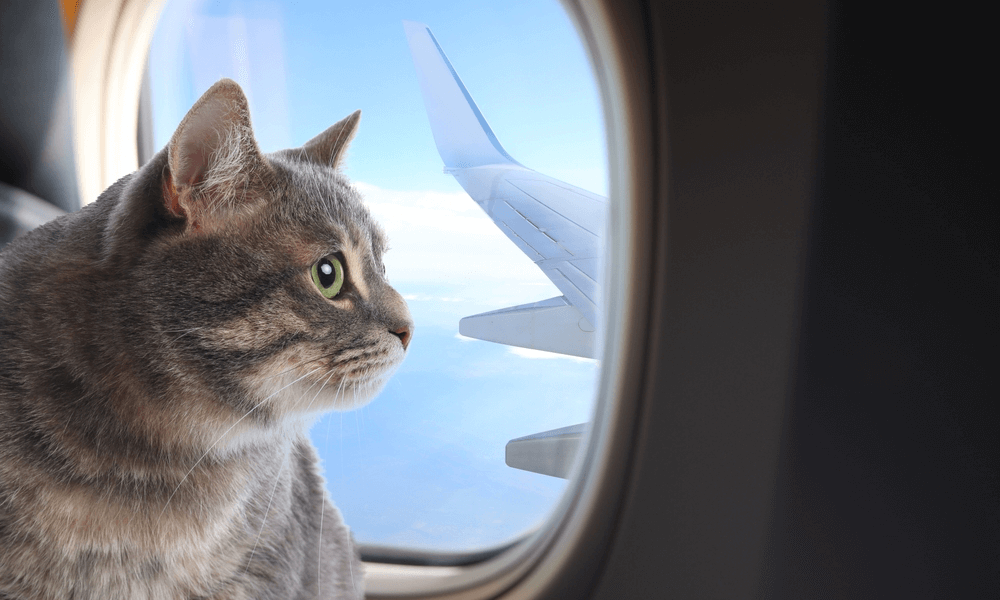 cat traveling on a plane looking out the window